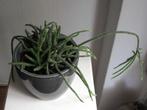 Mooie kamerplant "RHIPSALIS-PILOPARCA" incl stenen bloempot, Huis en Inrichting, Kamerplanten, Ophalen, In pot, Halfschaduw, Minder dan 100 cm