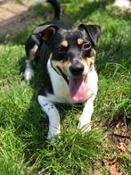 Boerenfox zoekt nieuw baasje, Dieren en Toebehoren, Honden | Niet-rashonden, 6 jaar of ouder, Rabiës (hondsdolheid), Reu, Eén hond
