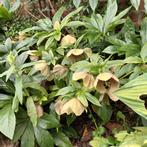 Helleborus tuinplant kerstroos winterroos, Ophalen, Zomer, Overige soorten, Volle zon