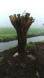 Exclusieve knotwilgen 60 jaar vanaf 750 EUR, Tuin en Terras, Planten | Bomen, 250 tot 400 cm, Bolboom, Ophalen