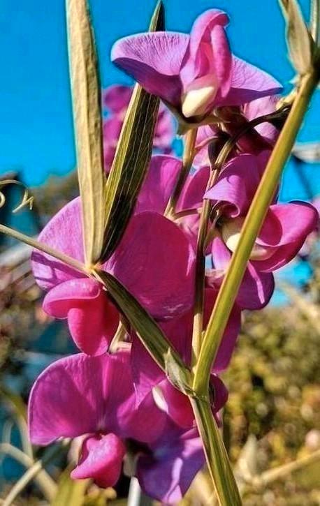Zaden Siererwt roze - Lathyrus Latifolius, meerjarig, Tuin en Terras, Bloembollen en Zaden, Zaad, Voorjaar, Volle zon, Verzenden