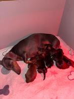 Dwergteckel laatste teefje, CDV (hondenziekte), 8 tot 15 weken, Meerdere, Meerdere dieren