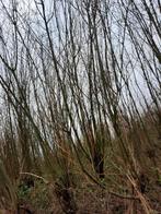 Te koop wilgentenen, Ophalen, Hout, 200 cm of meer, 150 tot 200 cm