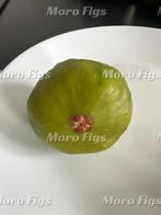 Vijgen stekjes grote groene vijg ras onbekend, Minder dan 100 cm, Lente, Volle zon, Ophalen of Verzenden