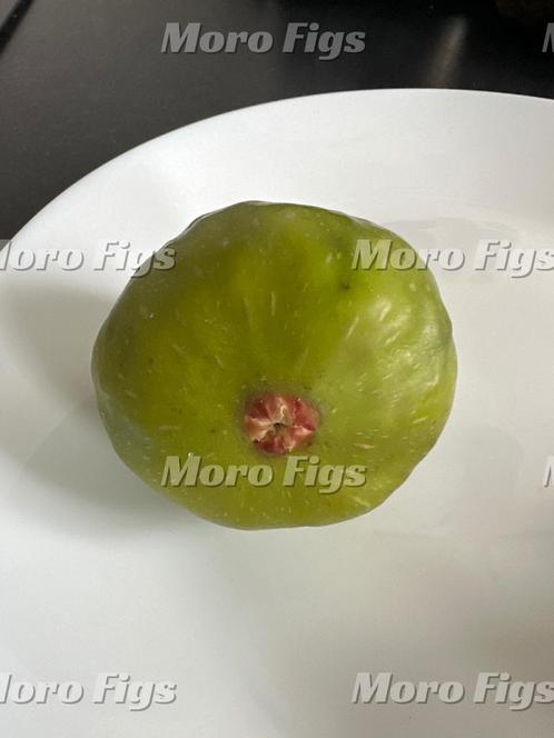 Vijgen stekjes grote groene vijg ras onbekend, Tuin en Terras, Planten | Fruitbomen, Vijgenboom, Minder dan 100 cm, Volle zon