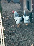 Gezocht: Wyandotte kriel haantjecolumbia wit/zwart, Dieren en Toebehoren, Pluimvee