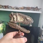 Rebor yutyrannus museum klasse schedel replica, Ophalen of Verzenden