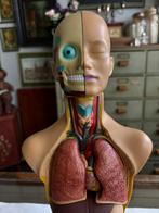 Anatomisch torso model, educatief menselijk lichaam., Antiek en Kunst, Ophalen of Verzenden