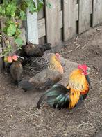 Krielhaantje kuiken, Dieren en Toebehoren, Pluimvee, Mannelijk, Kip