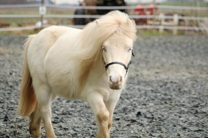 Mooi 100% raszuiver falabella paardje, Dieren en Toebehoren, Paarden, Meerdere dieren, Niet van toepassing, Minder dan 160 cm