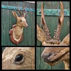 Opgezette hertenkop op houten schild, taxidermie, Verzamelen, Dierenverzamelingen, Ophalen of Verzenden, Gebruikt, Hert, Gewei of Kop