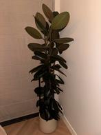 Ficus Elastica Robusta ( rubberplant ) ongeveer 180cm, Ophalen, Ficus, Halfschaduw, 150 tot 200 cm