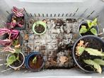 Kamer- en tuinplanten gratis, Huis en Inrichting, Kamerplanten, Ophalen, Halfschaduw, Minder dan 100 cm