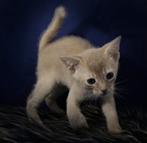 Abessijn x Chausie F6a kittens incl stamboom, Dieren en Toebehoren, Meerdere dieren, Gechipt, 0 tot 2 jaar