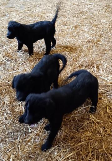 Lieve kruising Berner Sennen X Labrador