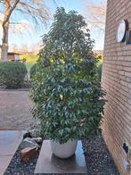 Portugese laulier in pot. Drie stuks, Halfschaduw, Overige soorten, 100 tot 250 cm, Ophalen