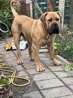 Geweldige reu ter dekking aangeboden boerboel, Dieren en Toebehoren, Honden | Dekreuen, Particulier, Rabiës (hondsdolheid), Reu