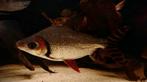 Mooie flagtail 20 cm, Dieren en Toebehoren, Vissen | Aquariumvissen, Vis