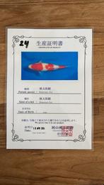 Kohaku met certificaat, Karper of Koi