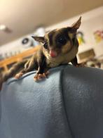 Sugergliders, Dieren en Toebehoren, November, Mannelijk