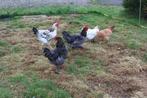 blue de landes hanen, Dieren en Toebehoren, Pluimvee, Mannelijk, Kip