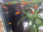 Jonge platy's, Dieren en Toebehoren, Vissen | Aquariumvissen, Vis
