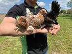 Jonge tamme Sabelpoot kriel kip gesekst + ingeënt, Dieren en Toebehoren, Pluimvee, Vrouwelijk, Kip