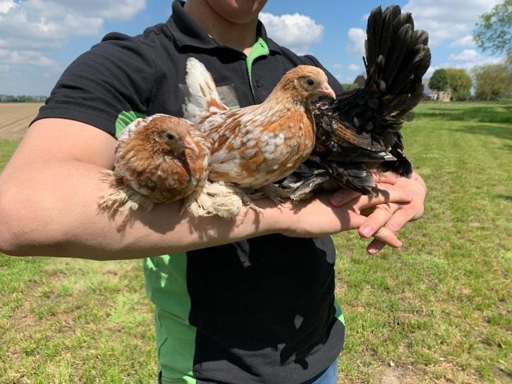 Jonge tamme Sabelpoot kriel kip gesekst + ingeënt, Dieren en Toebehoren, Pluimvee, Kip, Vrouwelijk