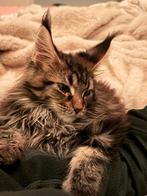 Simba zoekt een vriendin (met serieuze bedoelingen), Poes, Ingeënt