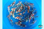 YAMASAN tosai (HANDPICKED!)...NU OOK IN COEVORDEN!!, Karper of Koi