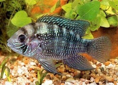 GEZOCHT: BLAUWE ACARA DAME, Dieren en Toebehoren, Vissen | Aquariumvissen, Vis