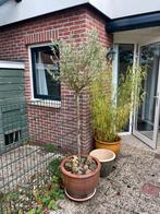 Olijfbomen inclusief mooie potten, Ophalen, Volle zon, Olijfboom, 100 tot 250 cm