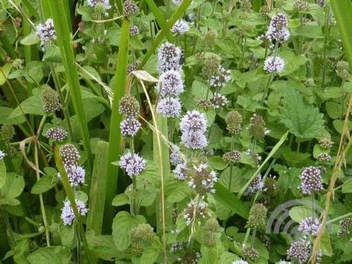 Watermunt / mentha aquatica (vijverplant), Tuin en Terras, Vijvers, Nieuw, Ophalen of Verzenden