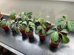 Madagascar Jewel plantjes, Huis en Inrichting, Kamerplanten, Ophalen, Overige soorten, Halfschaduw, Minder dan 100 cm