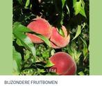 BIJZONDERE FRUITBOMEN, Ophalen, Lente, Overige soorten, Volle zon