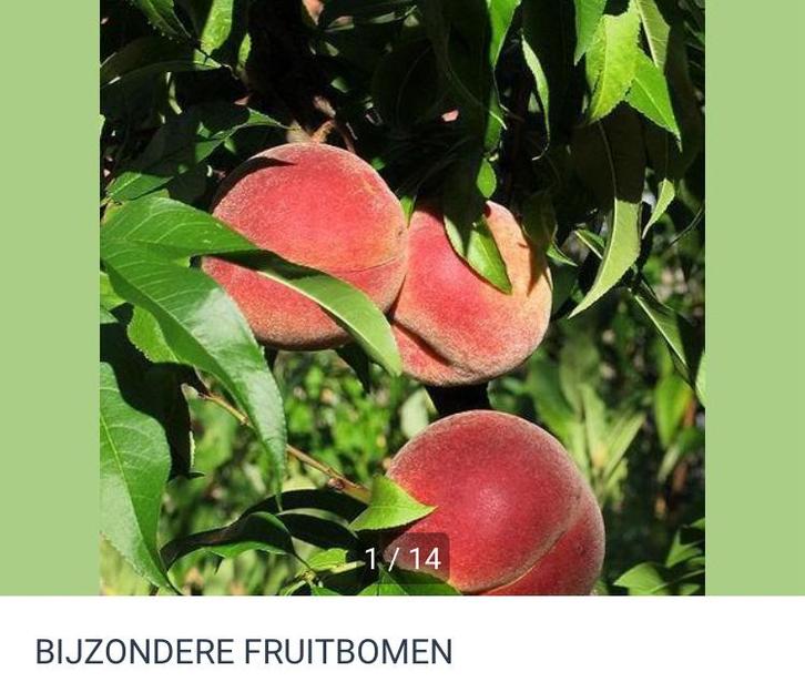 BIJZONDERE FRUITBOMEN, Tuin en Terras, Planten | Fruitbomen, Overige soorten, 100 tot 250 cm, Volle zon, Lente, Ophalen