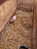 Mini dekbeertje gottinger, Dieren en Toebehoren, Mannelijk, Geit