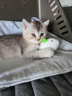 Brits Korthaar kitten, Dieren en Toebehoren