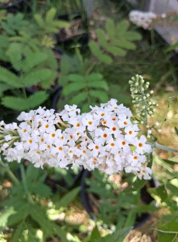buddleja davidii white profusion vlinderstruik beschikbaar voor biedingen