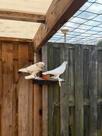 Hollandse kroppers, Dieren en Toebehoren, Vogels | Duiven, Meerdere dieren, Kropper