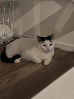 Gratis ophalen, Dieren en Toebehoren, Katten en Kittens | Overige Katten, Kater