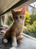Rood poesje, mag gelijk mee!, Dieren en Toebehoren, Katten en Kittens | Overige Katten, Poes, Kortharig, 0 tot 2 jaar