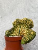 Pachanoi Cristaat Variegata, Cactus, Kamerplant, Stek, Huis en Inrichting, Kamerplanten, Cactus, Minder dan 100 cm, Halfschaduw