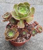 Aeonium Blushing Beauty cristaat, Huis en Inrichting, Vetplant, Ophalen of Verzenden, Minder dan 100 cm, Volle zon