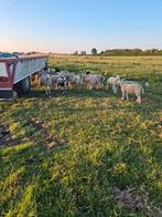 Ooi lammeren, Dieren en Toebehoren, Schapen, Geiten en Varkens, Meerdere dieren, Schaap