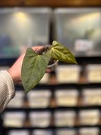 Anthurium Indo Portillae Kartel Daun, Verzenden, Overige soorten, Minder dan 100 cm