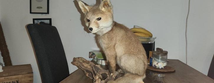Opgezette Vos - Prachtige Staat!, Antiek en Kunst, Curiosa en Brocante, Ophalen of Verzenden