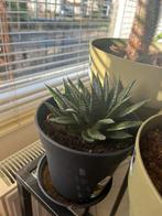 Aloe Vera plant te koop, Overige soorten, Minder dan 100 cm, Halfschaduw, Ophalen