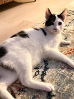 Kat ter adoptie, Dieren en Toebehoren, Katten en Kittens | Overige Katten, Poes