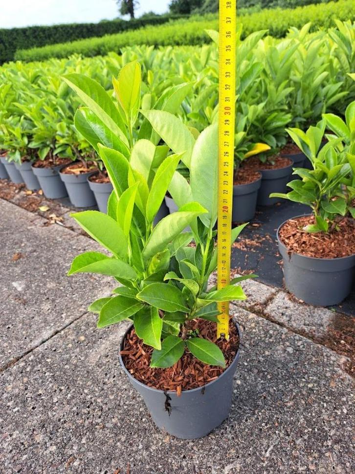 laurier novita - rotundifolia, Tuin en Terras, Planten | Struiken en Hagen, Laurier, Minder dan 100 cm, Ophalen